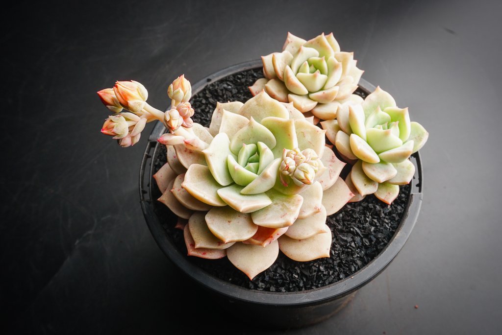 白牡丹 Graptoveria Titubans 多肉植物宝鉴 多禄