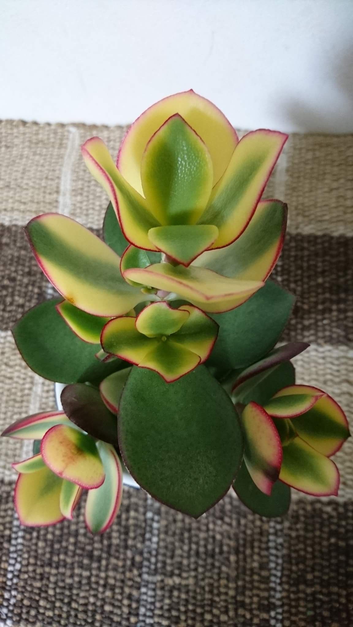 黄金花月 Crassula Ovata Ohgonkagetsu 多肉植物宝鉴 多禄