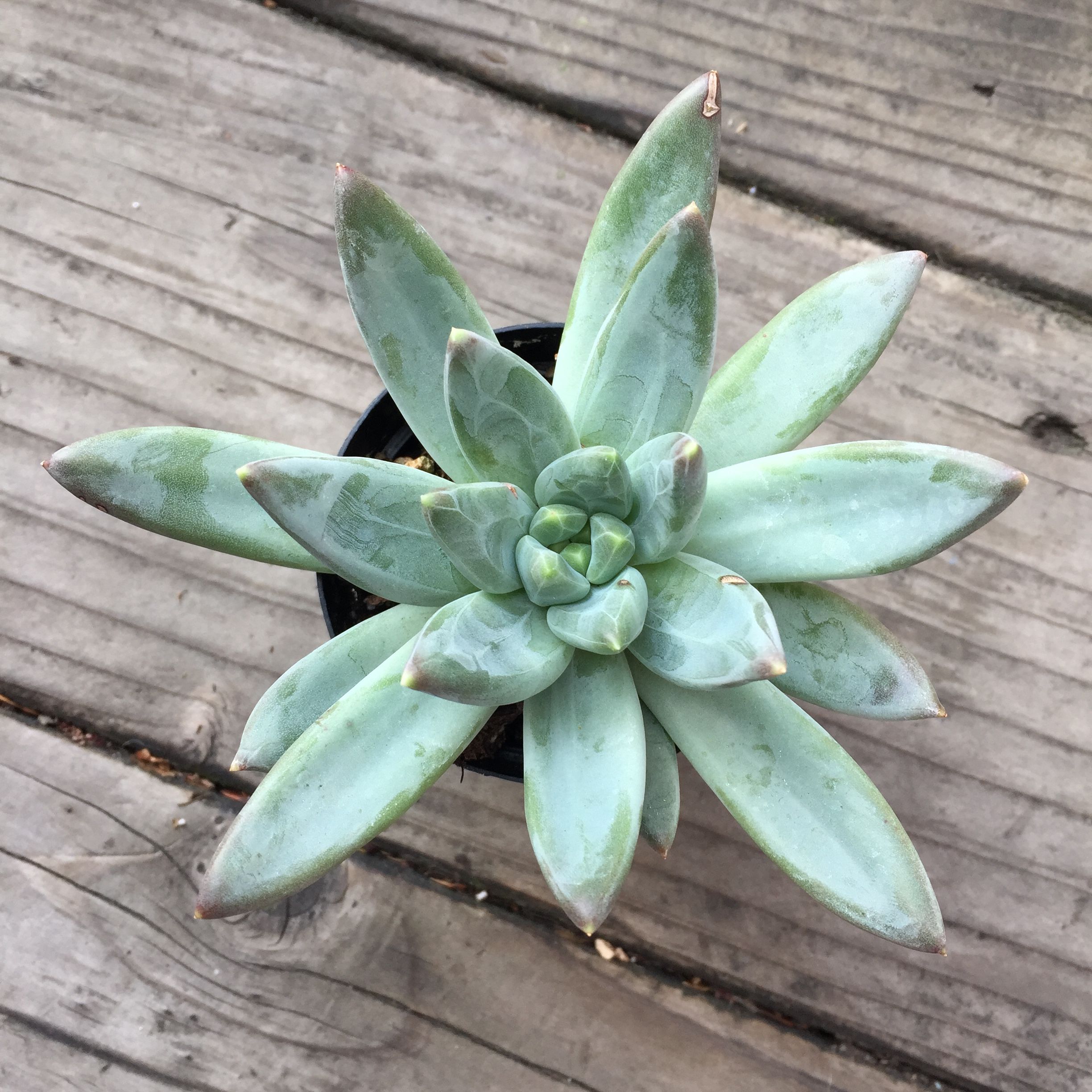 蓝黛莲 Pachyveria Glauca 多肉植物宝鉴 多禄 蓝黛莲 Pachyveria Glauca 多肉植物宝鉴 多禄