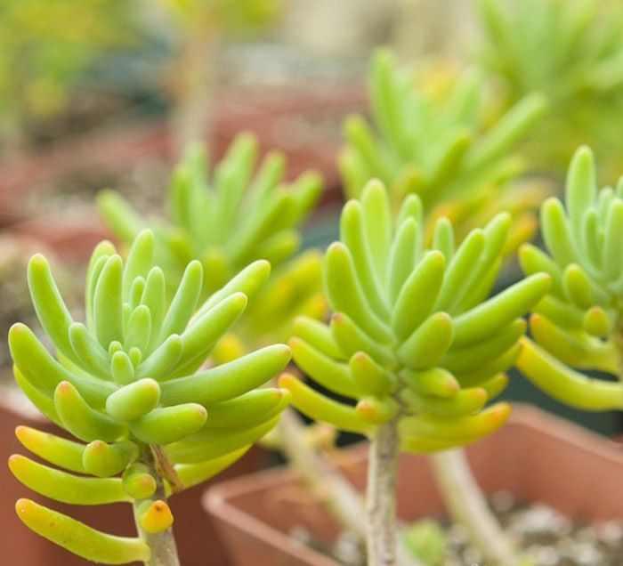 八千代 Sedum Corynephyllum 多肉植物宝鉴 多禄