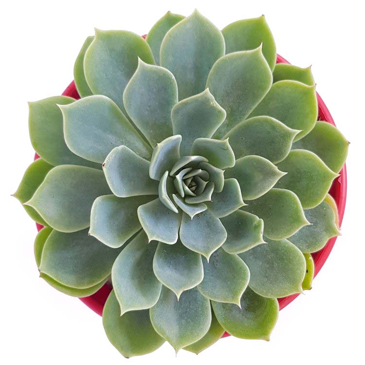 玉蝶 Echeveria Glauca 多肉植物宝鉴 多禄 玉蝶 Echeveria Glauca 多肉植物宝鉴 多禄