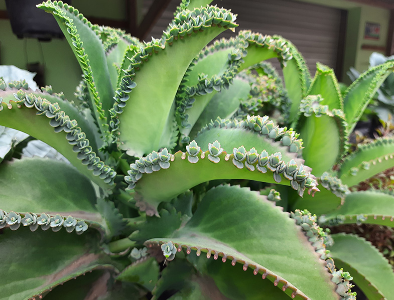 大叶落地生根 Kalanchoe Daigremontiana 多肉植物宝鉴 多禄